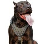 Nickel Spiked Leather Dog Harness for Pitbull