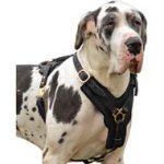Extremely Durable Leather Dog Harness for Walk/Work with Great Dane