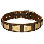 Designer Leather Collar for Cane Corso with Brass Plates