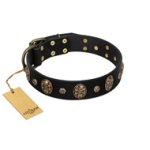 Pirate's Spell' FDT Artisan Black Leather Cane Corso Collar with Engraved Studs and Medallions