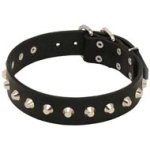 Tremendous Leather Collar for Cane Corso Decorated with Pyramids