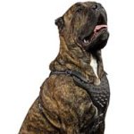 Adjustable Cane Corso Leather Dog Harness with Steel / Brass Spikes