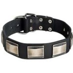 Wide Leather Dog Collar for Large Breed Dogs Like Cane Corso