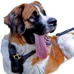 Exclusive De luxe Leather Dog Harness for Moscow Watchdog