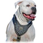 Leather King Dog Harness for Bulldog - Exclusive Design Brass Studded