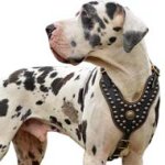 Royal Nappa Padded Leather Dog Harness for Great Dane Dog Breed