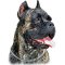 Dog Training Slip Collar for Large Dogs like Cane Corso