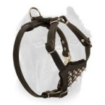 Splendid Leather Cane Corso Puppy Harness with Spiked Chest Plate