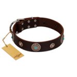 "Magic Stones" FDT Artisan Brown Leather Cane Corso Collar with Chrome Plated Brooches and Studs