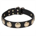 'Hip and Edgy' Leather Cane Corso Collar with Round Brass Plates