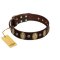 "Bronze Idol" FDT Artisan Brown Leather Cane Corso Collar with Eye-catching Ovals and Small Studs
