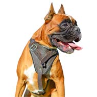 Attack/Agitation Training Leather Dog Harness for Comfort of Boxer