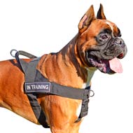 Lightweight Patch Nylon Dog Harness for powerful Boxer