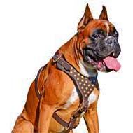 Fancy Leather Dog Harness with Goldish Studs for Boxer dog breed
