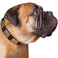 Bullmastiff Fashion Collar with 7 Symmetrical Proportional Vintage Brass Large Plates