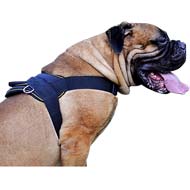 Brand Nylon Everyday Dog Harness for Stout Bullmastiff Dog Breed