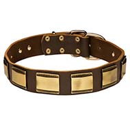 Designer Leather Collar for Cane Corso with Brass Plates