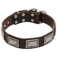 Exclusive Leather Cane Corso Collar with Massive Nickle Plates