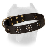 'Spring Mood' Leather Cane Corso Collar for Everyday Walking
