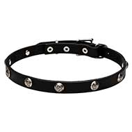 Designer Leather Cane Corso Collar with Embossed Nickel Plated Half-Spheres