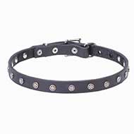 Designer Leather Cane Corso Collar with Nickel Plated Stars