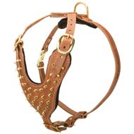 Cane Corso Leather Dog Harness with Brass Spikes