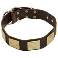 Best Decorated Leather Canine Collar for Large Dogs