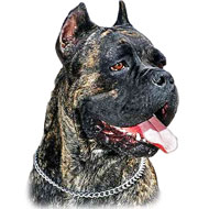 Dog Training Slip Collar for Large Dogs like Cane Corso