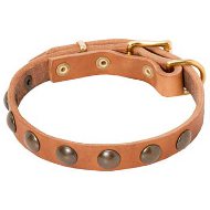 Elegant Leather Dog Collar for Cane Corso Decorated with Half Spheres