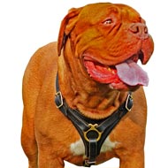 Best Tracking Dogue de Bordeaux Leather Harness-Extra Durable Dog Accessory