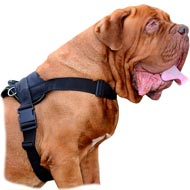 Comfortable Nylon Dog Harness-Padded Dogue de Bordeaux Breed Harness