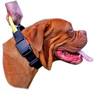 Lightweight Nylon Dog Collar with Heavy-Duty Handle and Snap for Dogue de Bordeaux Dogs