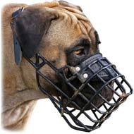 Cane Corso Wire Rubber Covered Muzzle for Winter