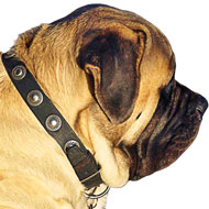 Beautiful Leather Dog Collar Ornamented with Designer Conchos