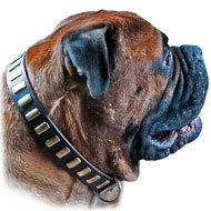 Dog Collar for Large and Giant Breeds like Mastiff