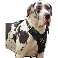 Great sales dane leashes