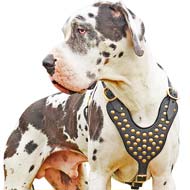 Classy Brass Studded Leather Dog Harness for Tallest Dog-Great Dane Breed