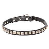 "King Studs" Leather Cane Corso Collar with Chrome Plated Adornment