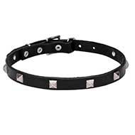 Narrow Leather Cane Corso Collar with Chrome Plated Pyramids 3/4 Inch (20 mm)
