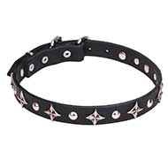 'Pleiades' Leather Cane Corso Collar with Chrome Plated Stars and Studs