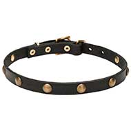 'Elegant Beauty' Leather Cane Corso Collar with Goldish Hardware