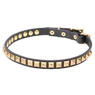 Admirable Leather Cane Corso Collar with Brass Plated Pyramids