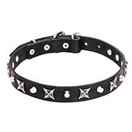'Blazing Stars' Leather Cane Corso Collar with Shiny Chrome Plated Stars and Pyramids