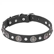 'Shiny Charm' Leather Cane Corso Collar with Chrome Plated Conchos and Half-balls