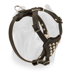 Adorned Leather Cane Corso Harness for Puppy with Studs