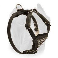 Splendid Leather Cane Corso Puppy Harness with Spiked Chest Plate