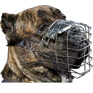 Cane Corso Wire Basket Dog Muzzle