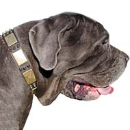 Mastino Napoletano Dog Collar for Walking