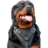 Protection/Attack/Agitation Leather Dog Harness for Rottweilers-Exclusive Harness Presentation
