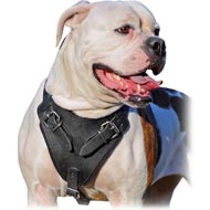 Attack Training Bulldog Breed Harness with Thick Soft Chest Padding